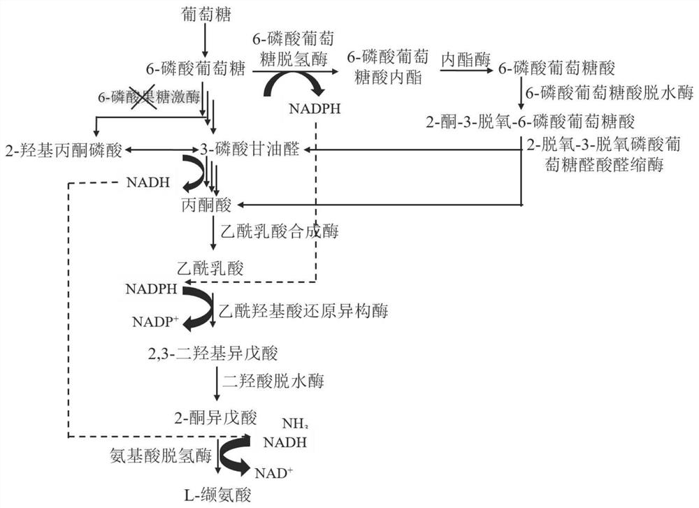 Recombinant escherichia coli for producing L-valine and application thereof