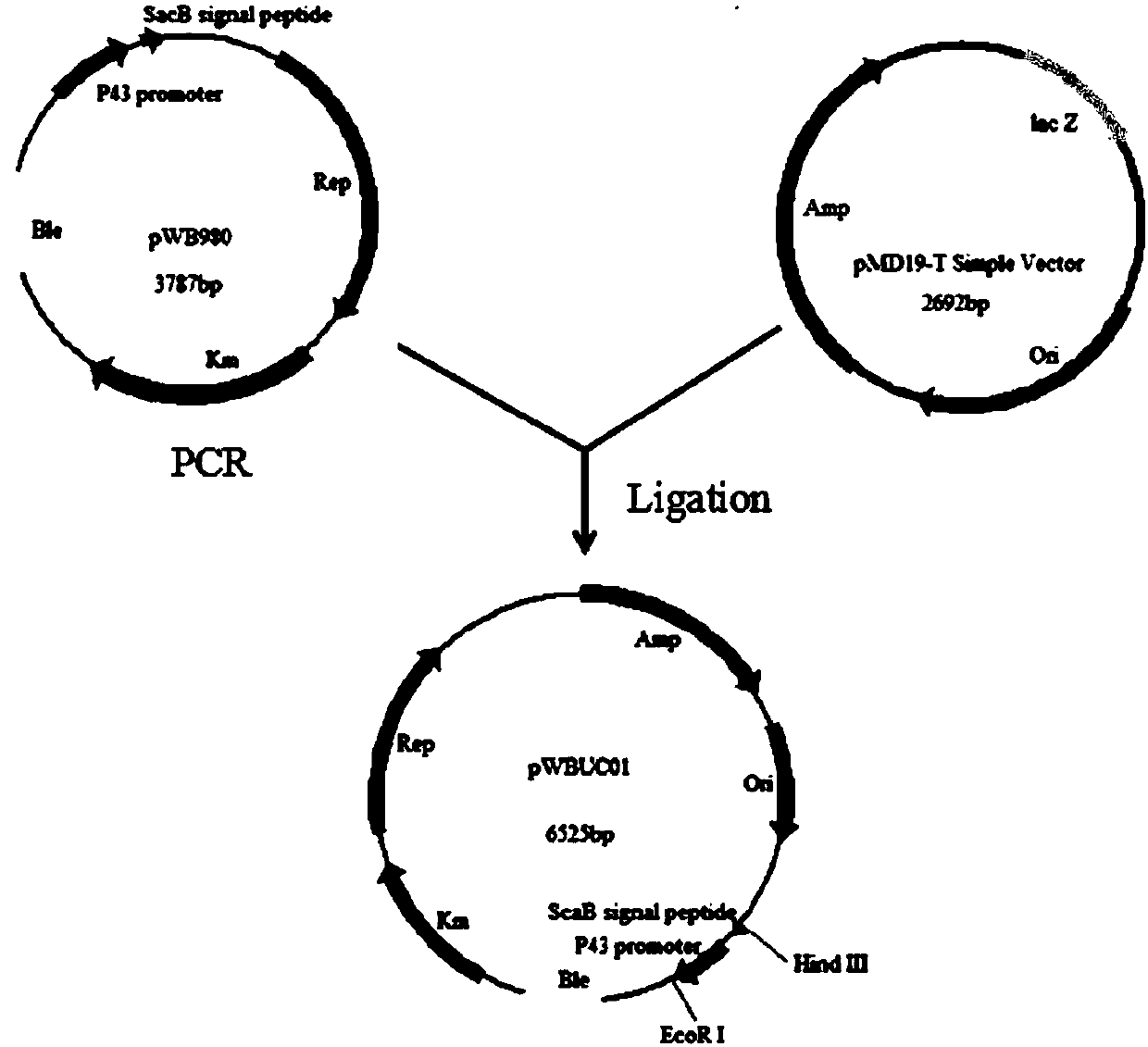 Shuttle plasmid carrier, and construction method and application thereof