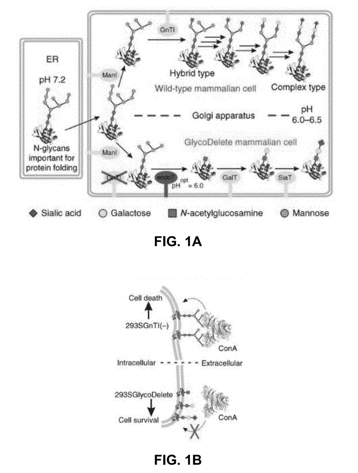 Cells producing fc containing molecules having altered glycosylation patterns and methods and use thereof