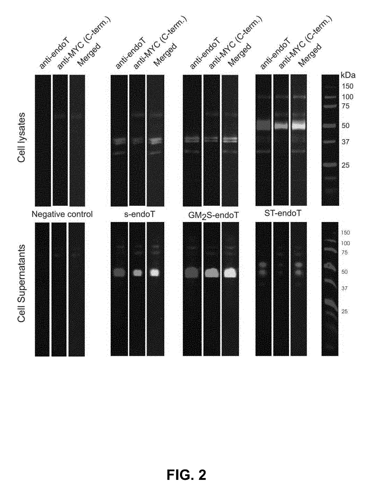 Cells producing fc containing molecules having altered glycosylation patterns and methods and use thereof