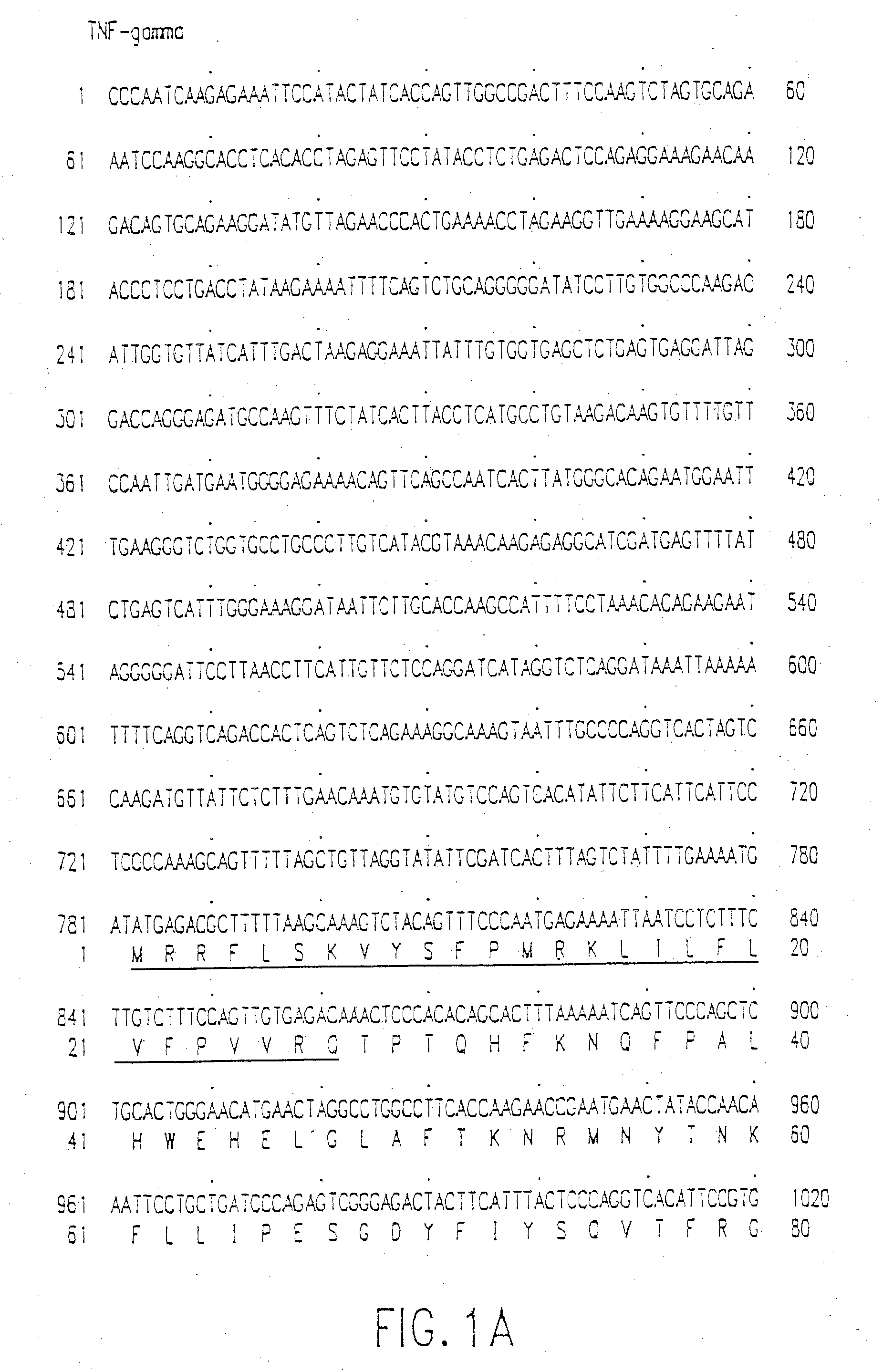 Tumor Necrosis Factor-Gamma