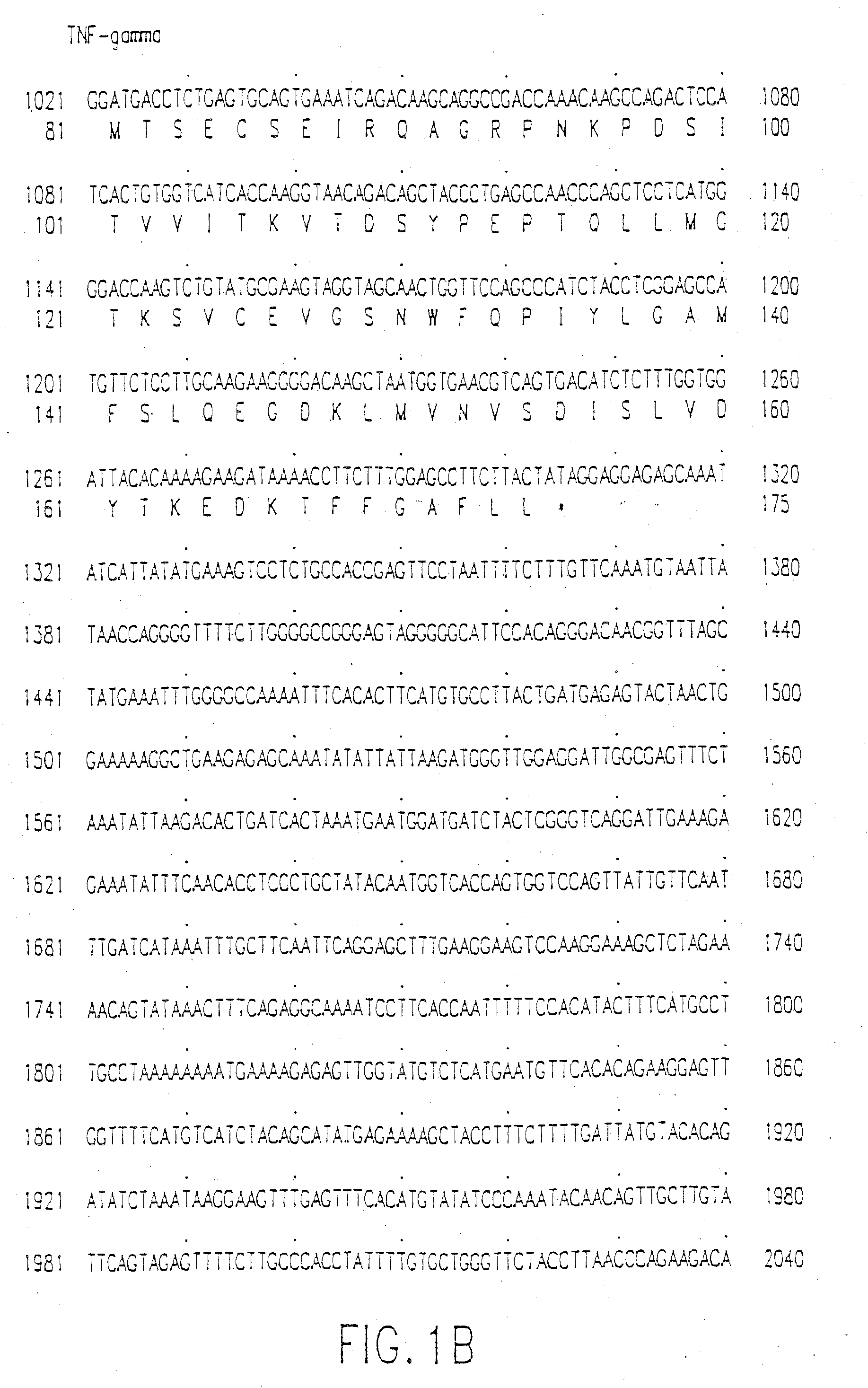 Tumor Necrosis Factor-Gamma