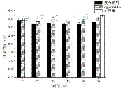 Application of paenibacillus polymyxa dgnkzx004 in cultivating aeschynanthus pulcher