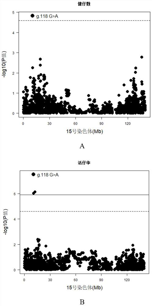 SNP molecular marker related to number of healthy piglets and live piglet rate and application thereof