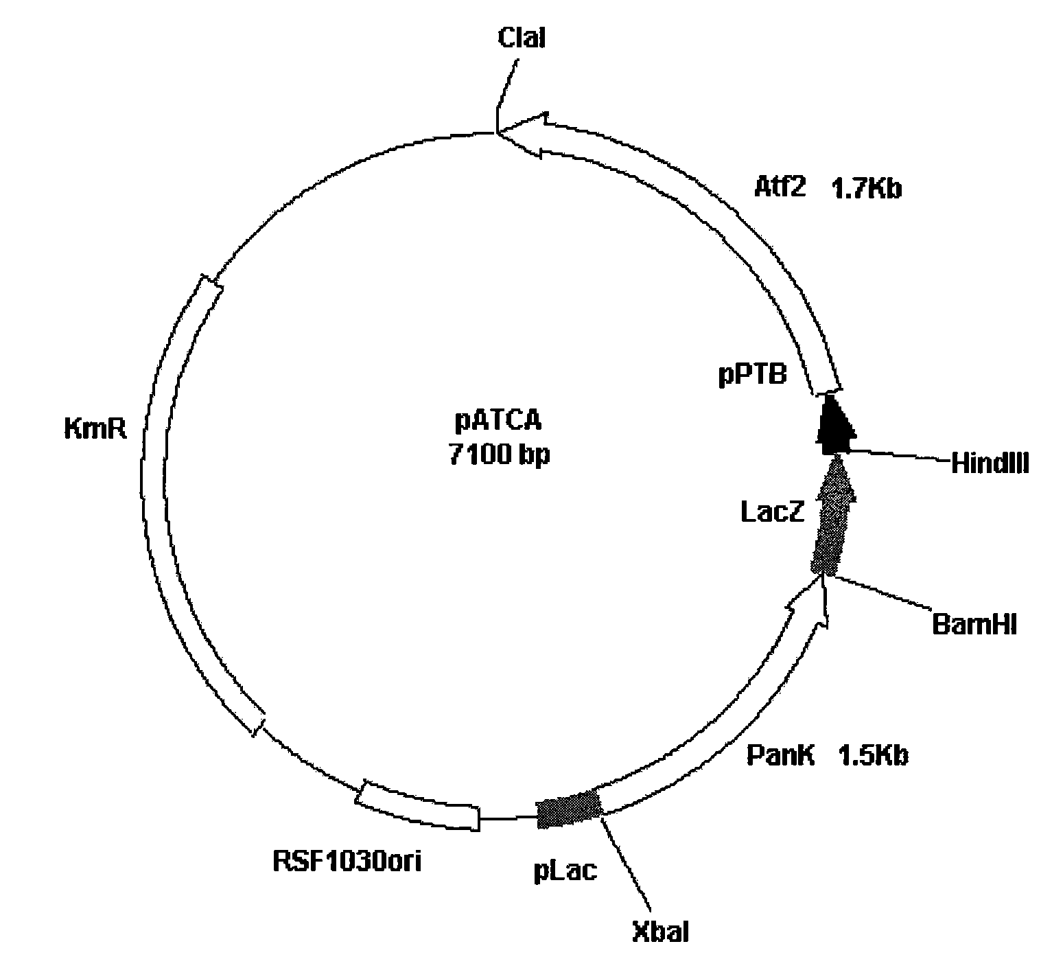 Increased Bacterial CoA and Acetyl-CoA Pools