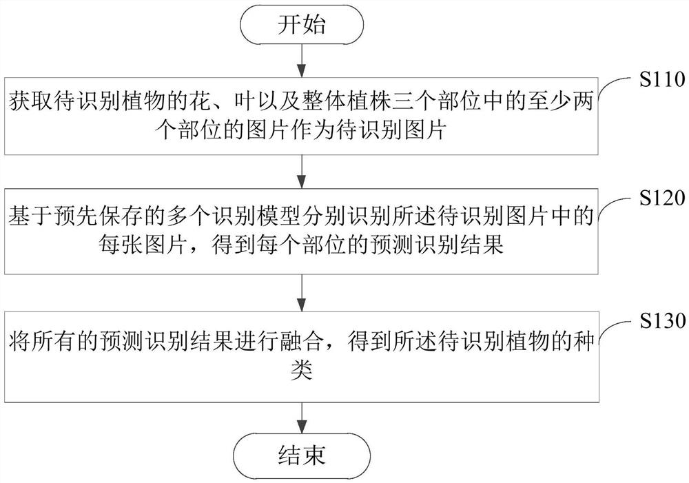 A plant species identification method and device