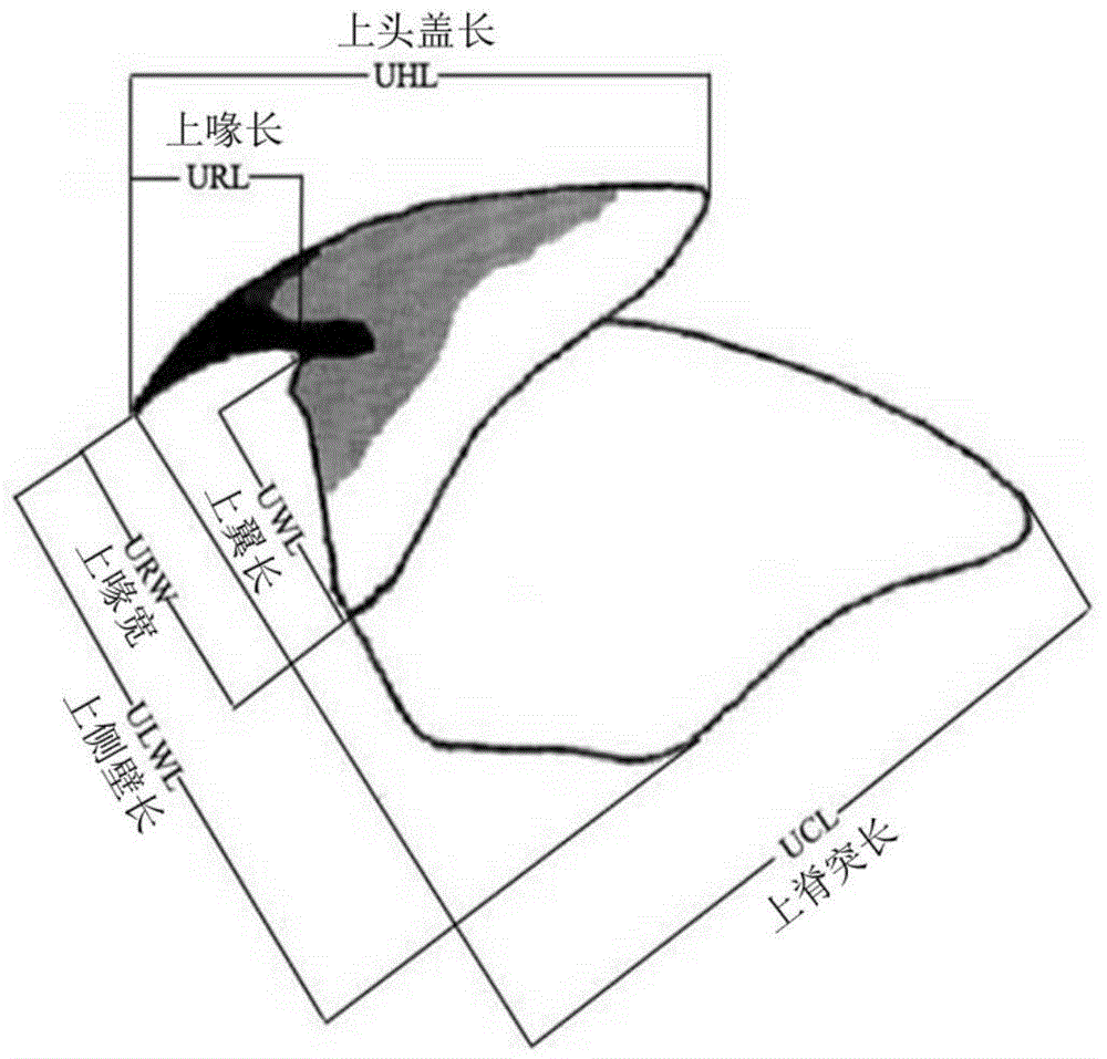 Method for studying growth of cephalopods through classification of beak pigmentation