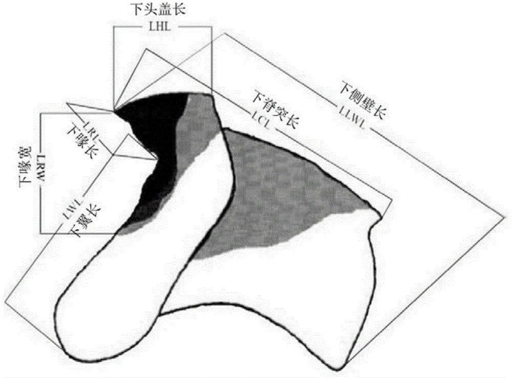 Method for studying growth of cephalopods through classification of beak pigmentation