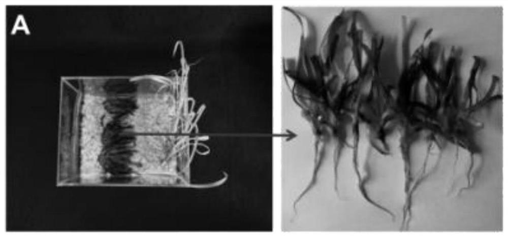 Construction method of gel-based pesticide system for controlled release and migration driven by electricity, constructed pesticide system and its application