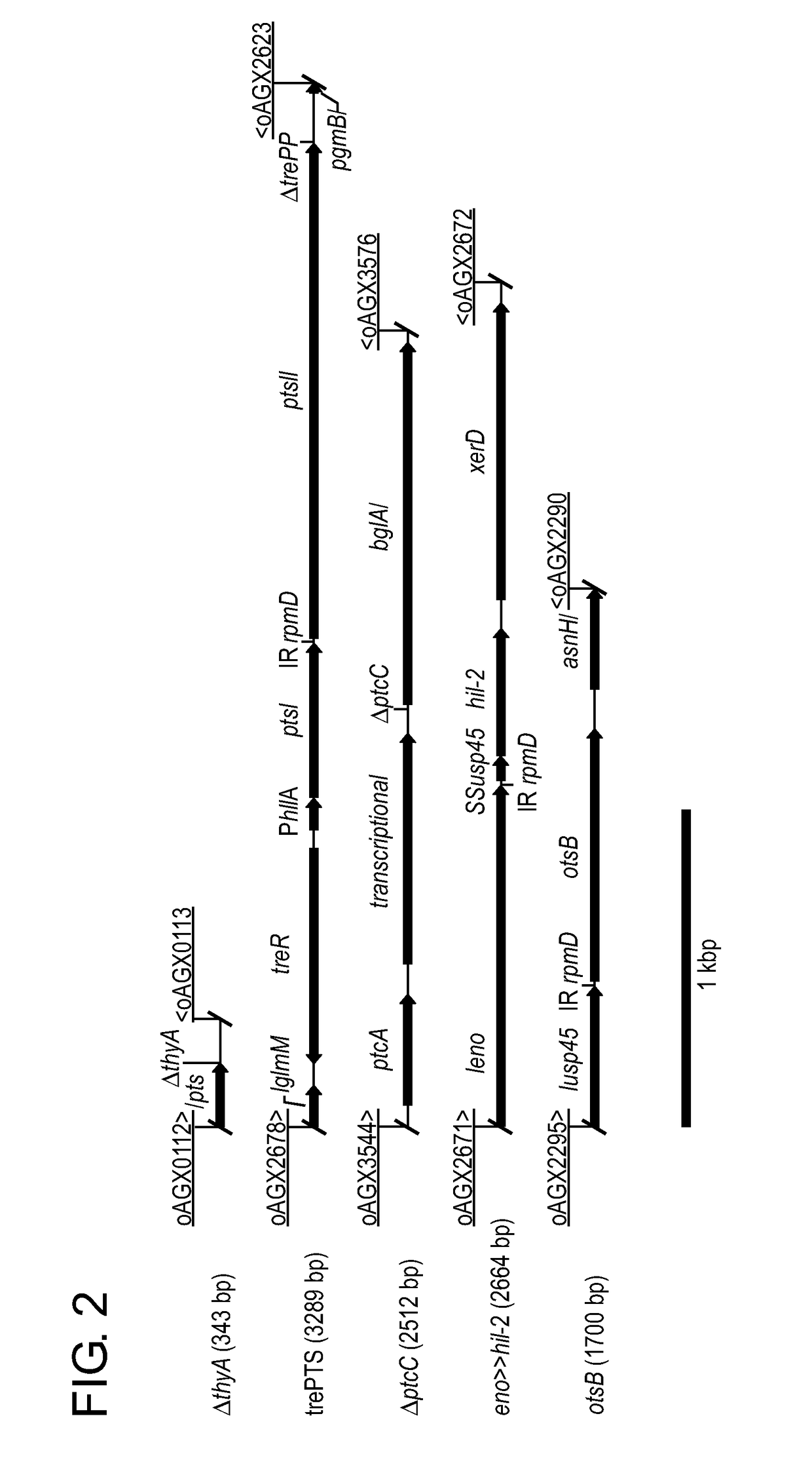 Compositions and methods for the treatment of type 1 diabetes