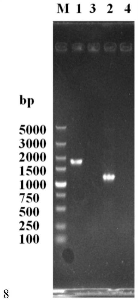 Genetically engineered bacterium with low n-propanol yield and application thereof