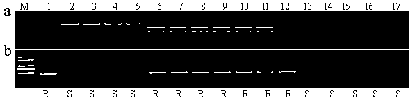 Function specific molecular markers of rice blast resistance gene Pi63 as well as method and application of function specific molecular markers