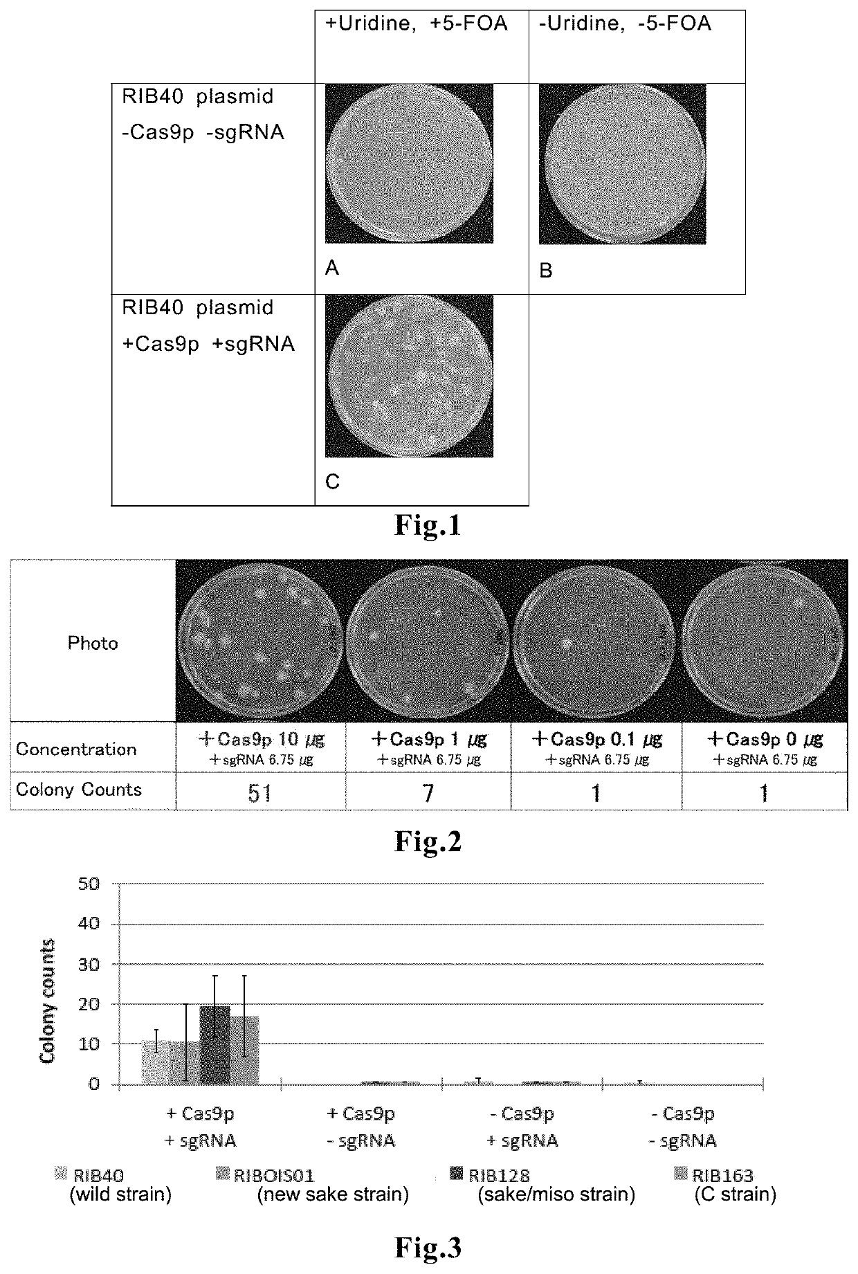 Method for editing filamentous fungal genome through direct introduction of genome-editing protein