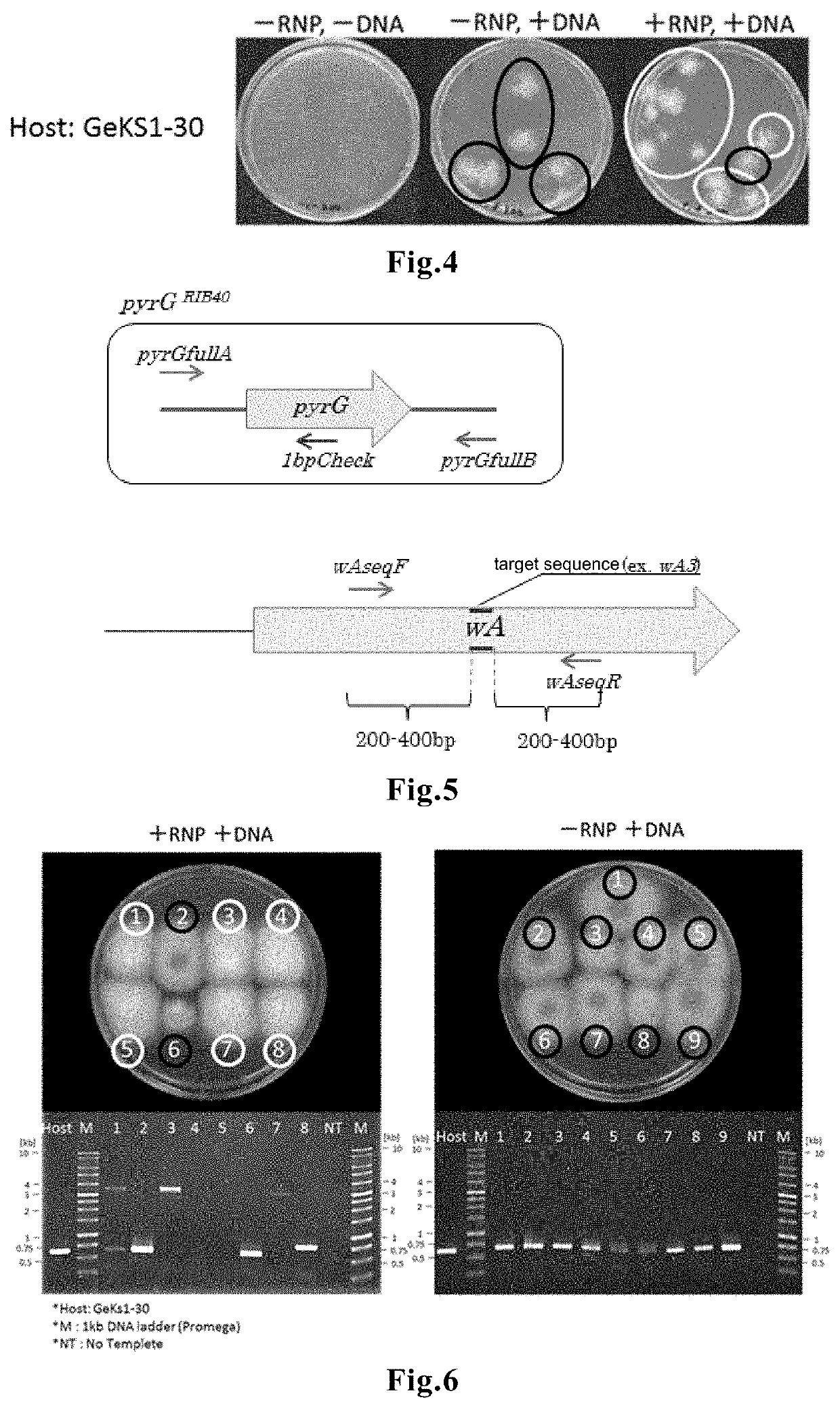 Method for editing filamentous fungal genome through direct introduction of genome-editing protein