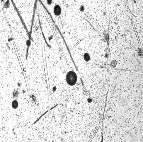 A Radiation-resistant Aspergillus and Its Application in Adsorption of Cesium 137 Biological Treatment