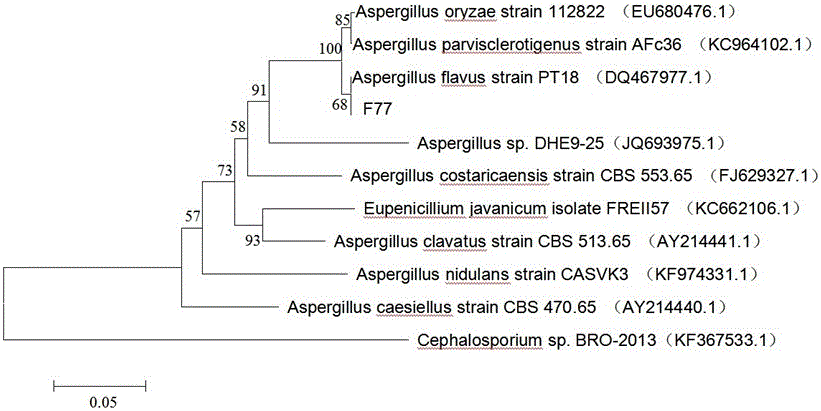 A Radiation-resistant Aspergillus and Its Application in Adsorption of Cesium 137 Biological Treatment