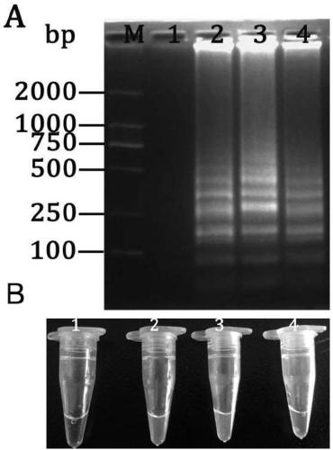 Set of reagents for detection of infectious pancreatic necrosis virus