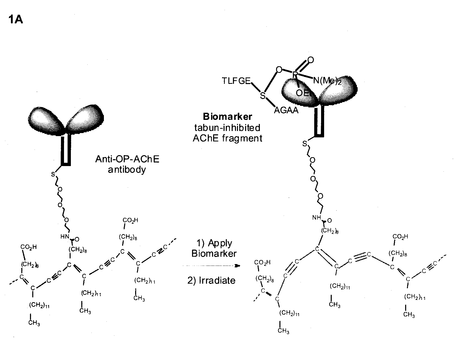 Pesticide biomarker