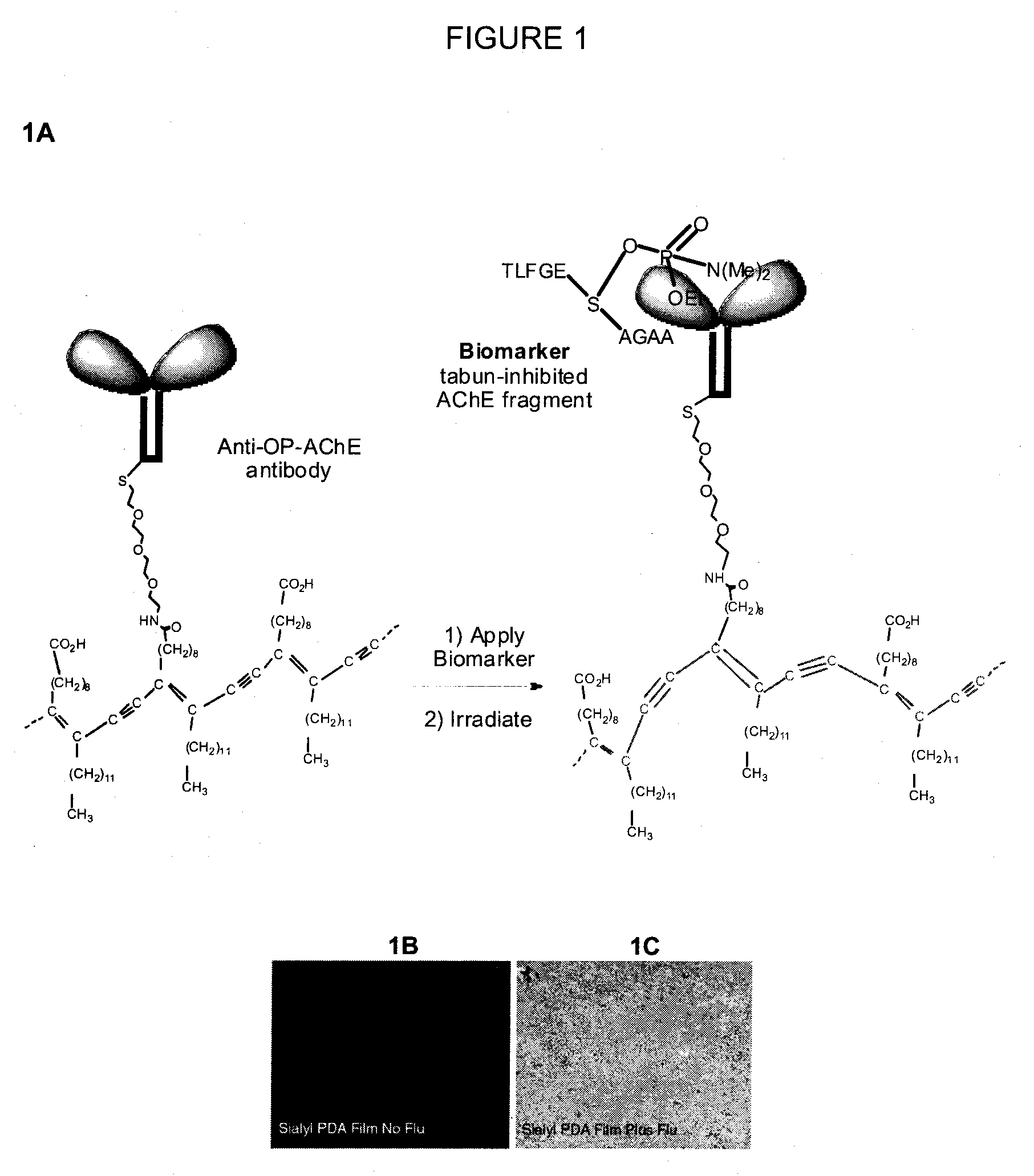 Pesticide biomarker