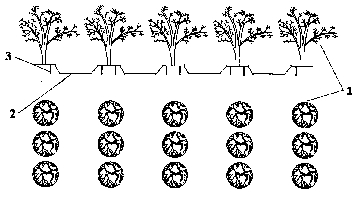 Method suitable for planting cistanche tubulosa in yellow river delta area