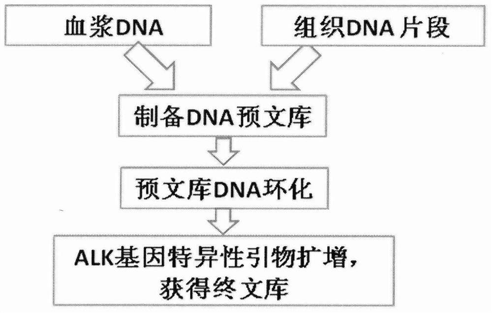 A method and kit for constructing alk gene fusion mutation detection library