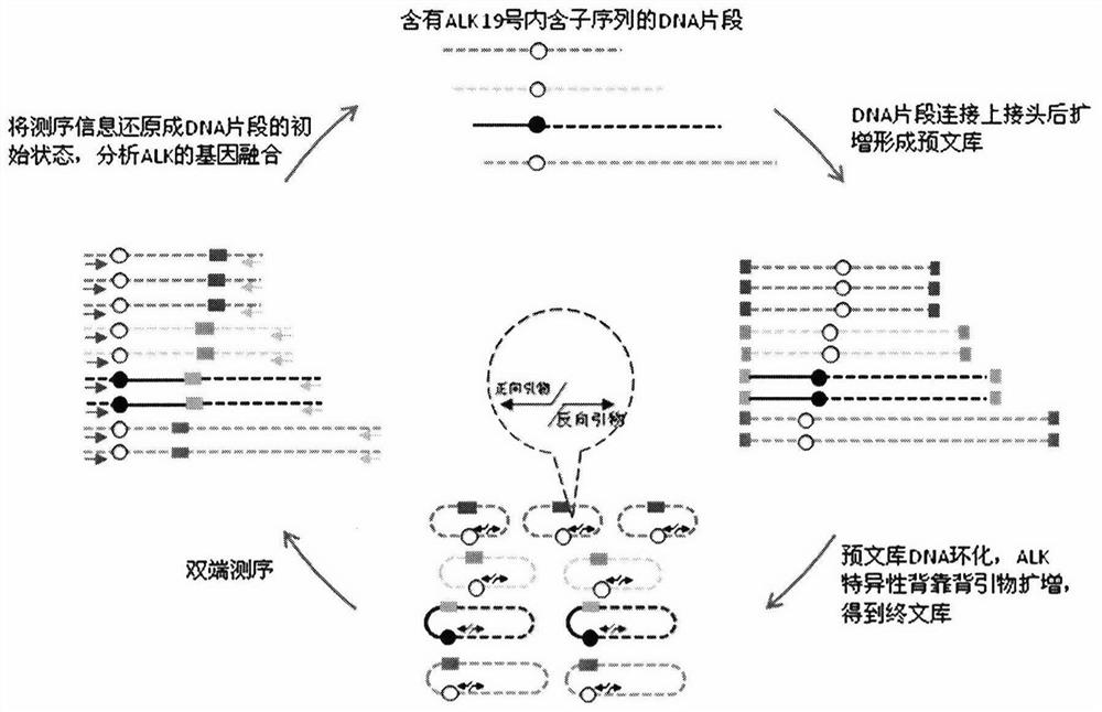 A method and kit for constructing alk gene fusion mutation detection library