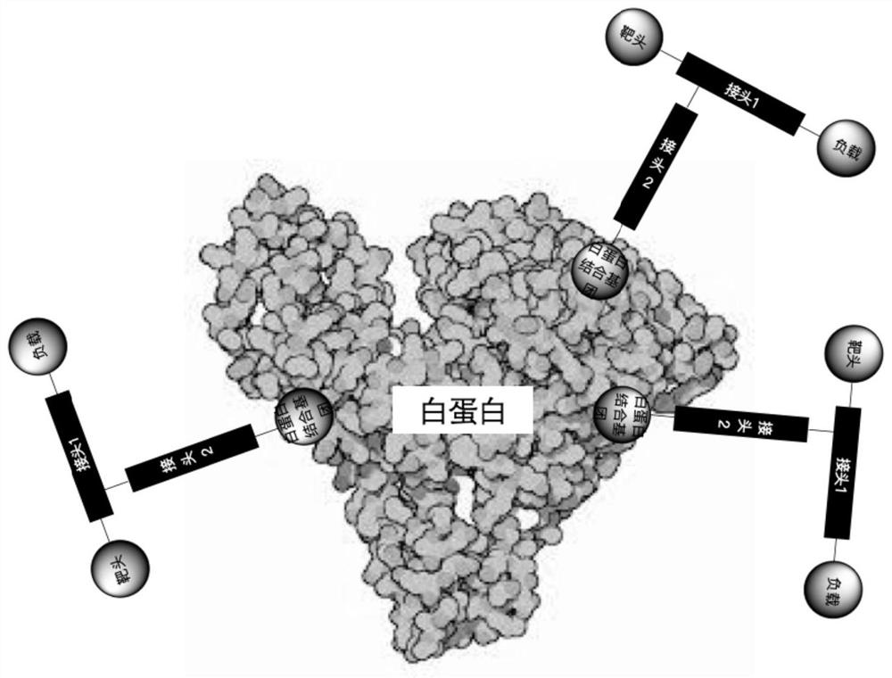 A kind of fluorescent molecular probe targeting psma and its preparation method and application