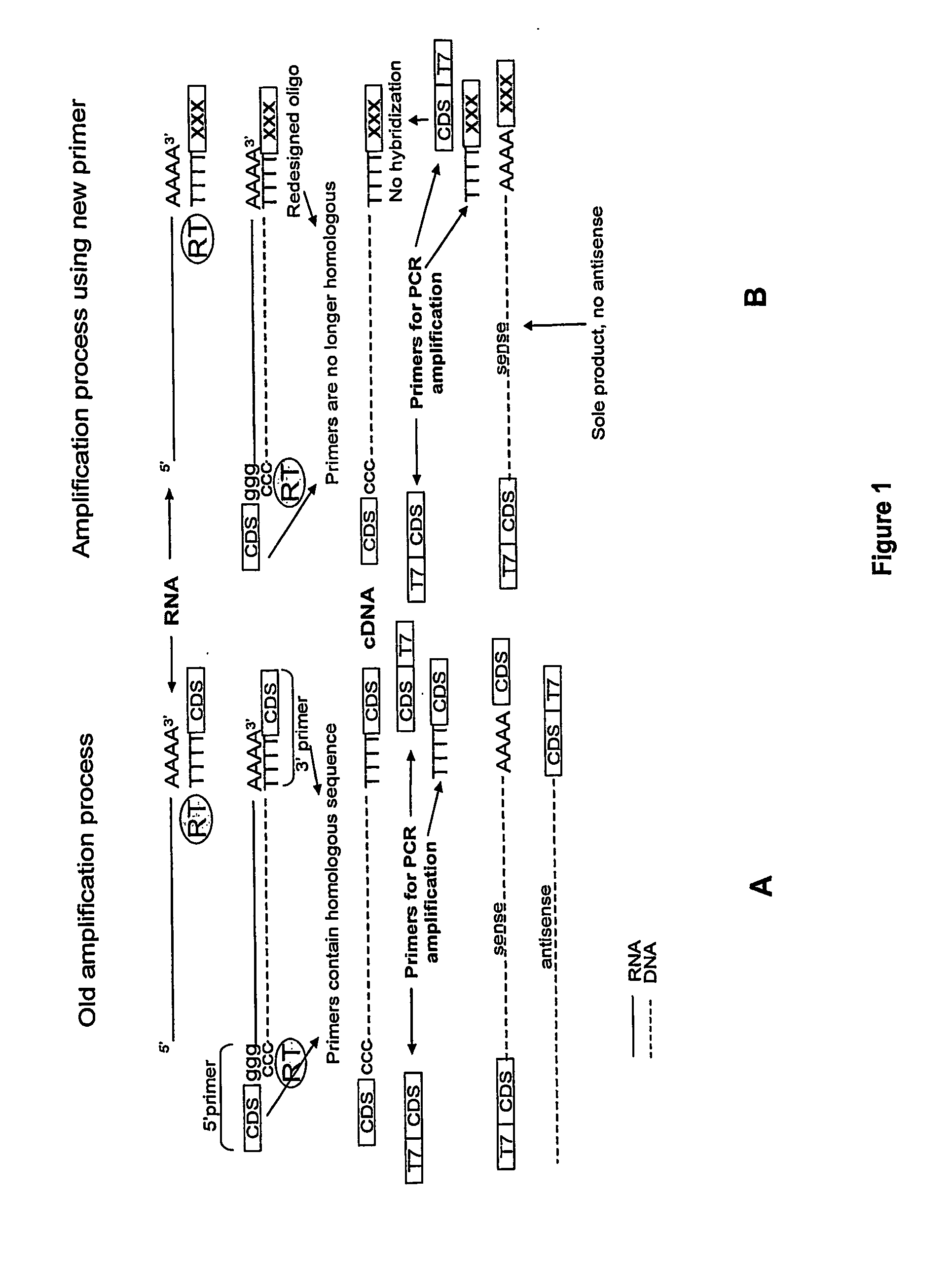 Mrna Transfected Antigen Presenting Cells