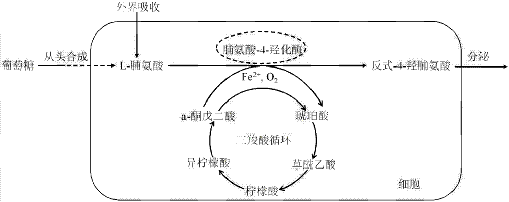 Proline-4-hydroxylase and application of recombinant expressing host cells of proline-4-hydroxylase