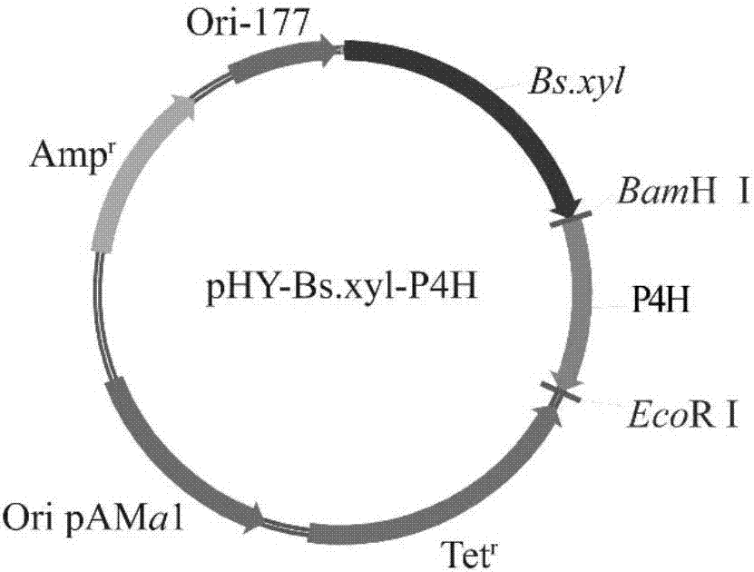 Proline-4-hydroxylase and application of recombinant expressing host cells of proline-4-hydroxylase