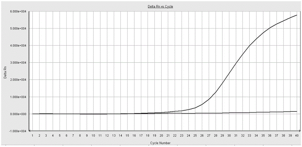 RET fusion gene ARMS (amplification refractory mutation system) fluorescent quantitative PCR typing detection kit