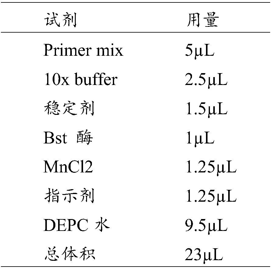 Primer group and kit for African swine fever virus LAMP detection and application