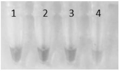 Primer group and kit for African swine fever virus LAMP detection and application