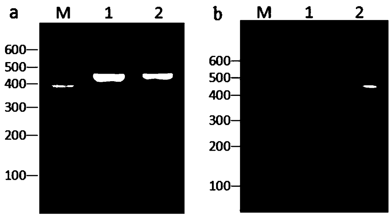 Wheat grain color related CAPS marker and detection method thereof