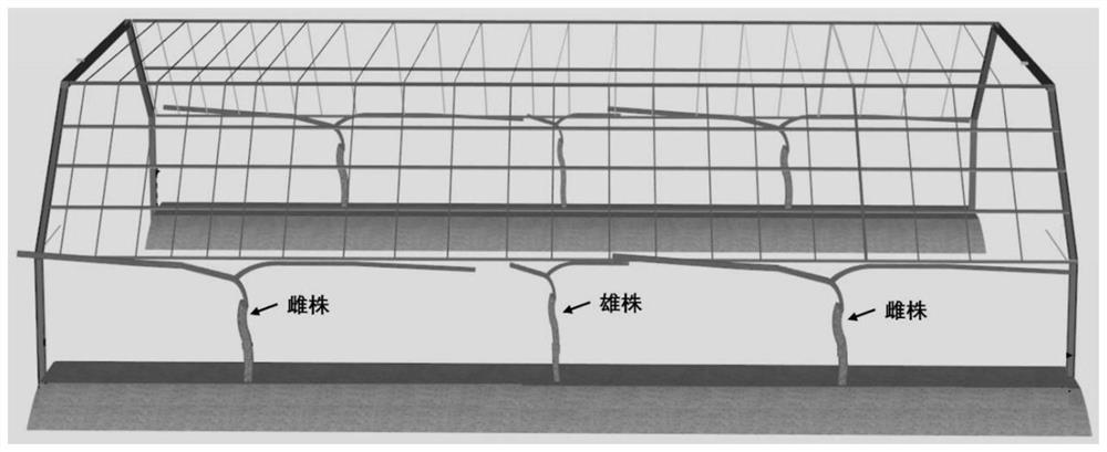 Kiwi fruit double-row trapezoidal trellis cultivation method