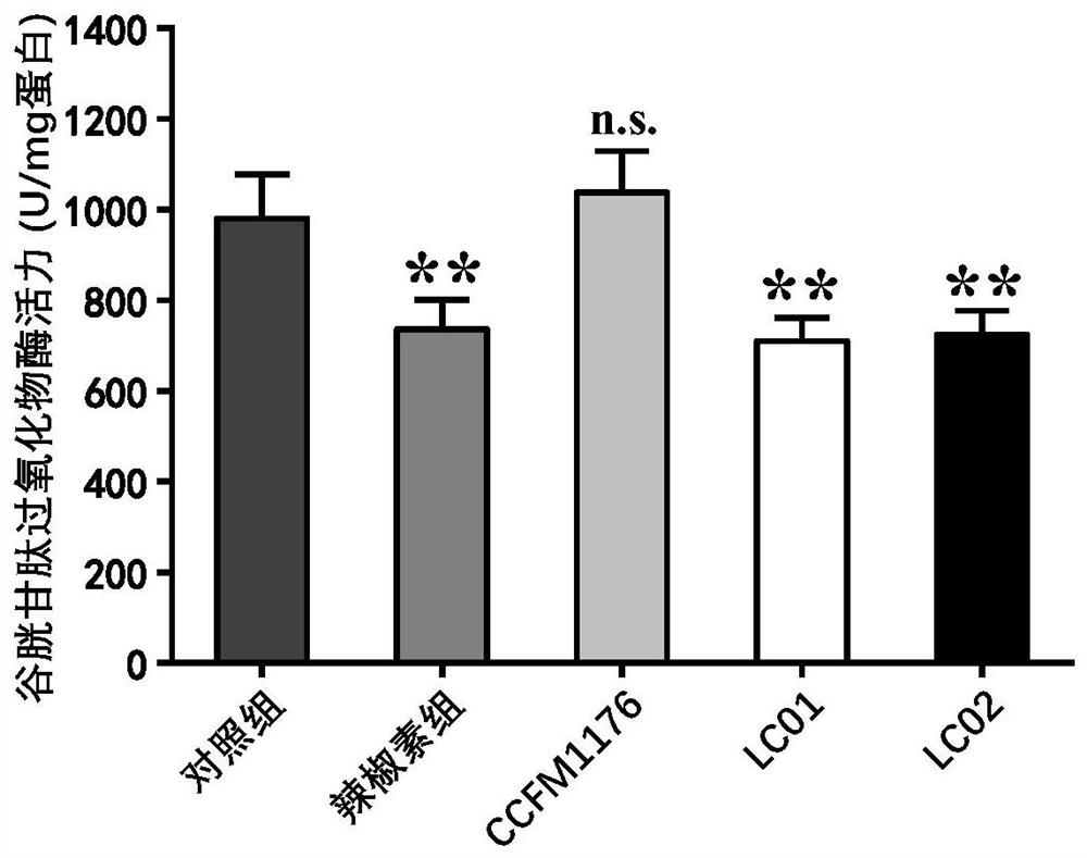 Lactobacillus paracasei capable of relieving gastrointestinal injury caused by capsaicin and application of lactobacillus paracasei