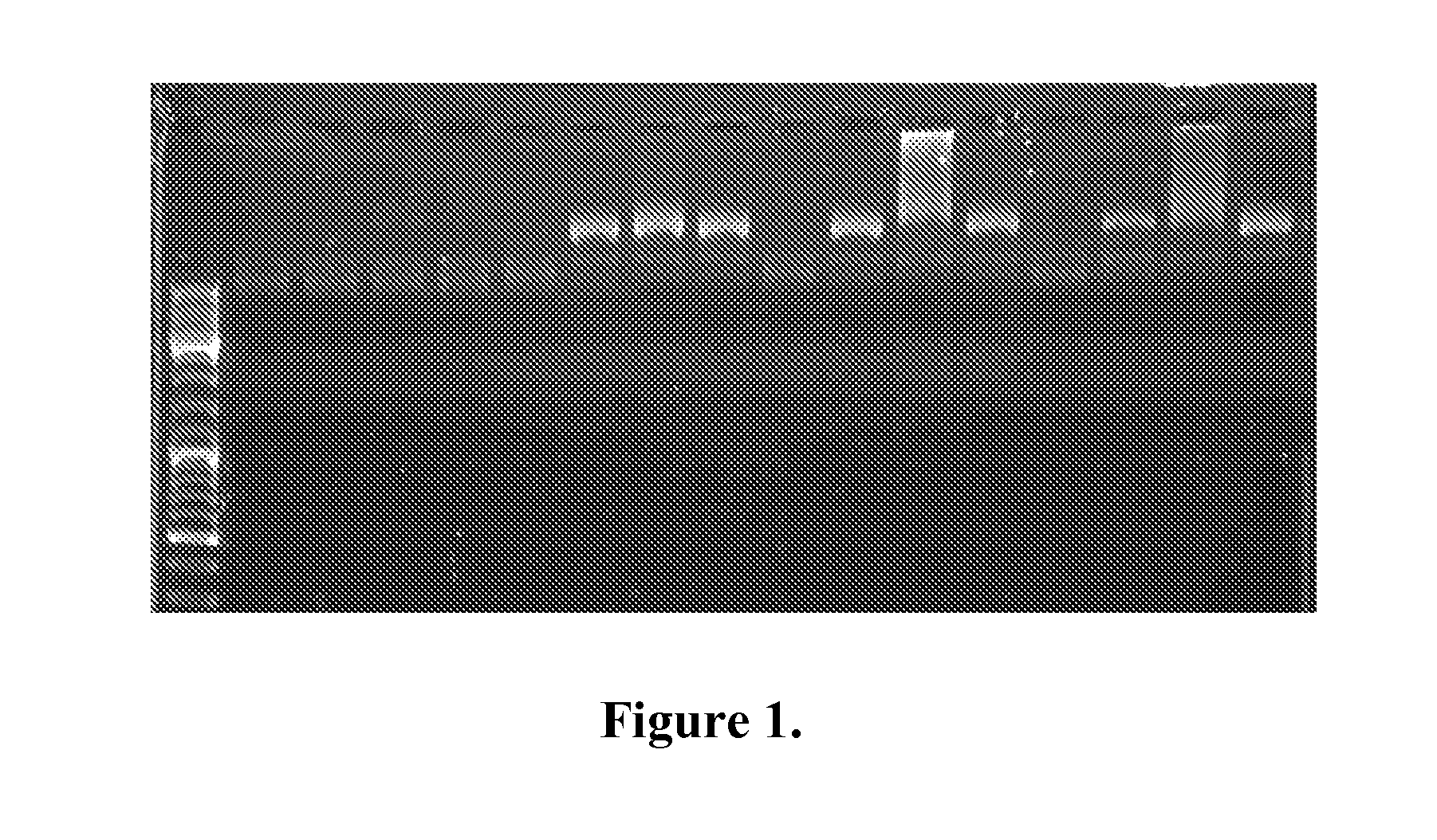 Nucleic acid amplification