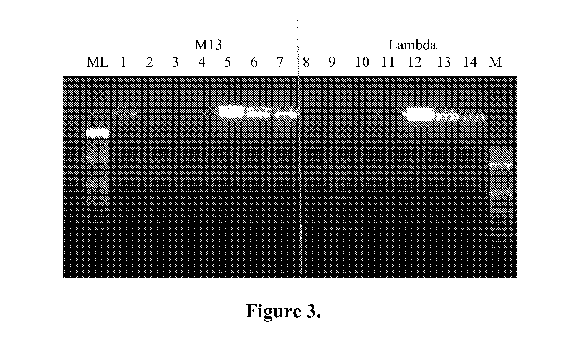 Nucleic acid amplification