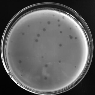 Salmonella broad-spectrum virulent bacteriophage as well as preparation method and application thereof