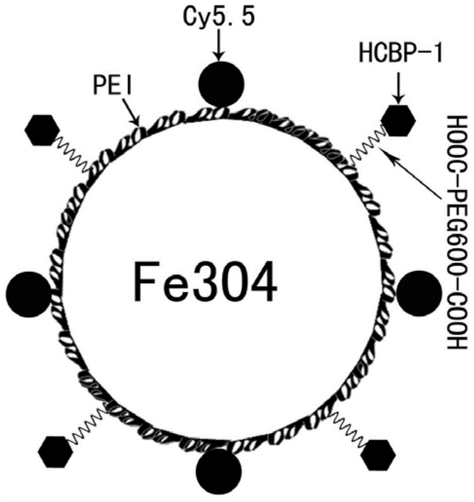 Targeting polypeptide-fluorescent magnetic nanometer complex, preparation method and applications thereof