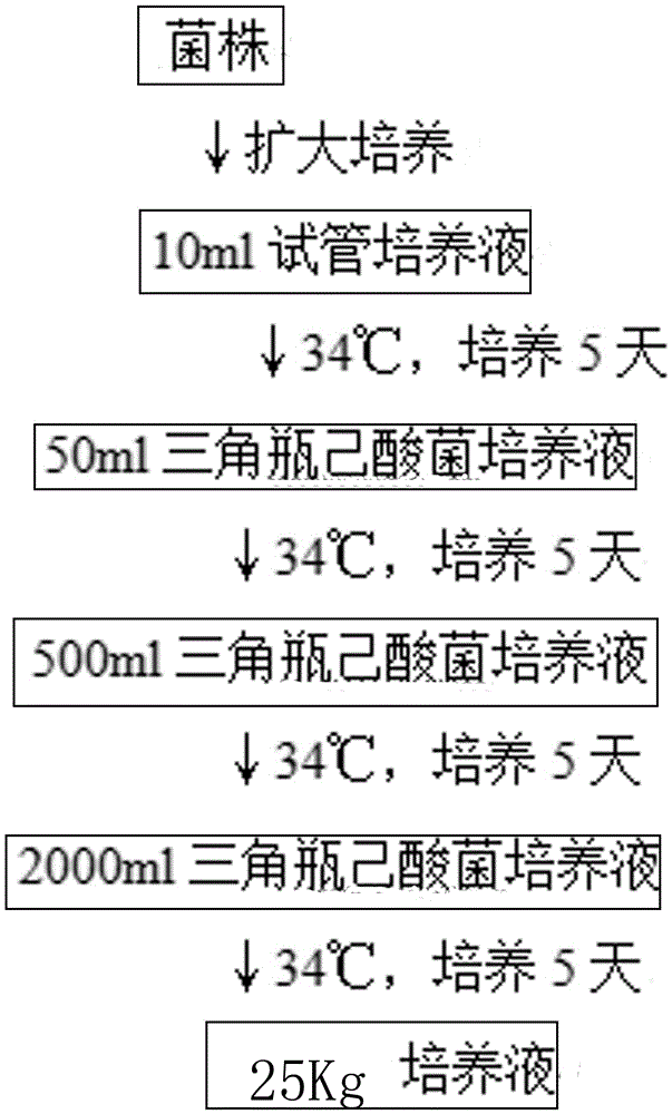 Wine making multi-bacteria functional bacterial liquid, and production method and application thereof