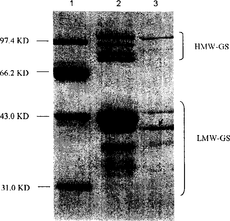 Low molecular weight wheat glutelin subunit, coding gene and use thereof