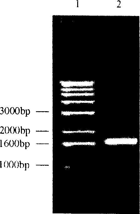 Low molecular weight wheat glutelin subunit, coding gene and use thereof