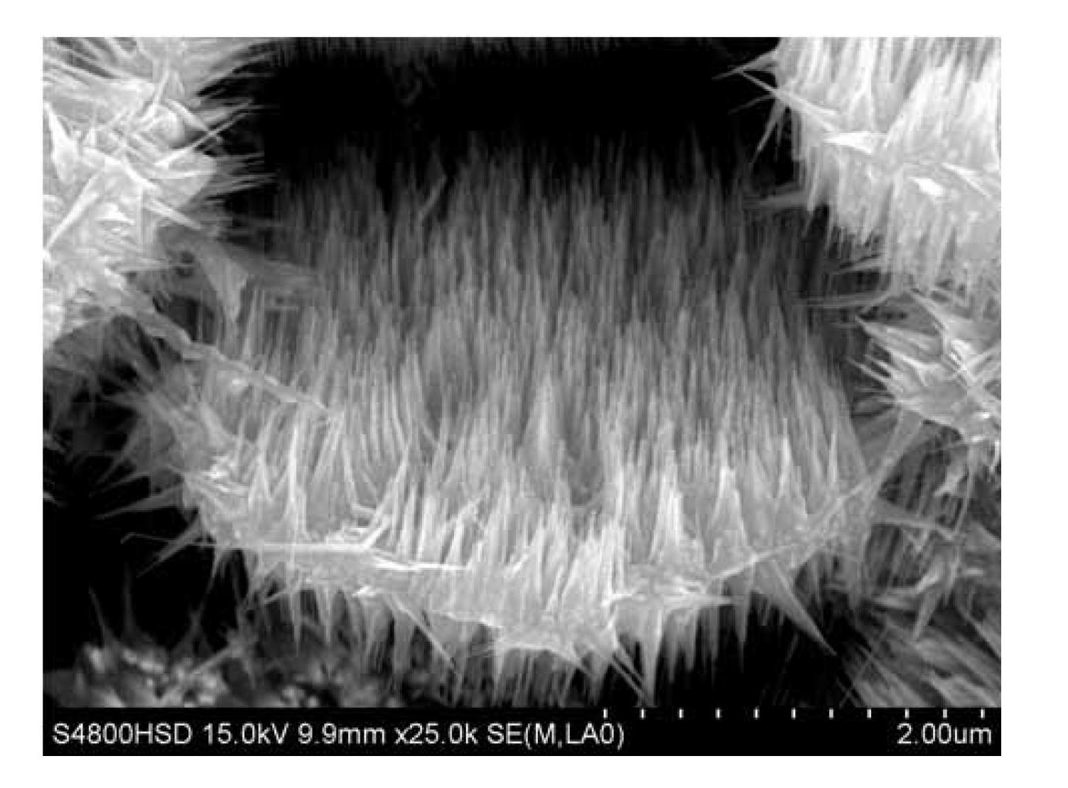 Preparation method for ZnO/ZnS heterostructure nanocone array