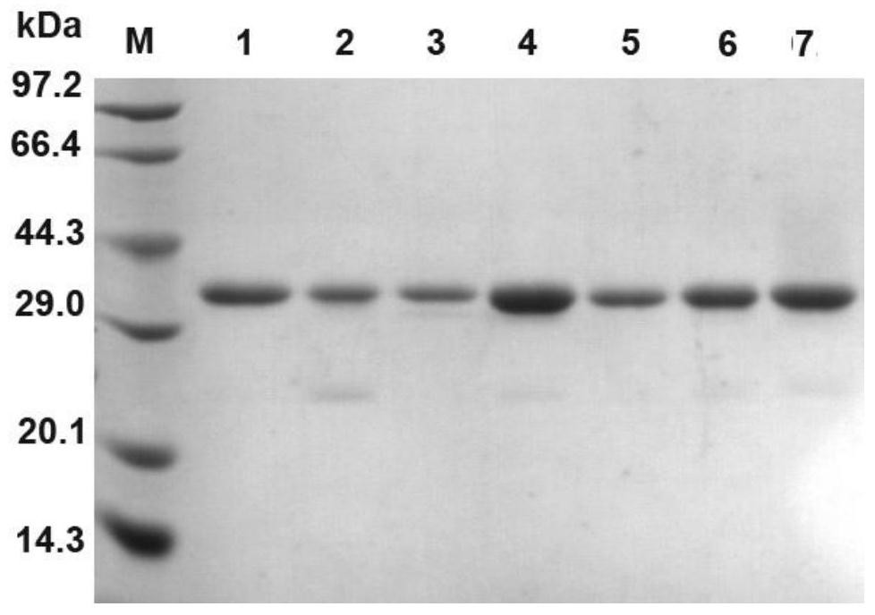 Glyceride lipase mutant G28C-P206C as well as coding gene and application thereof