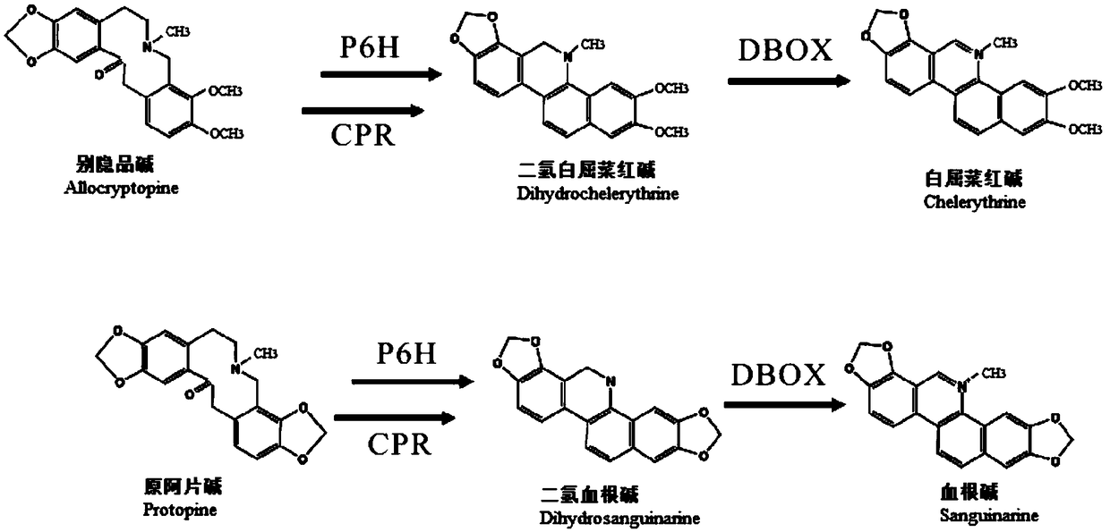 Method for efficient enzyme catalytic synthesis of sanguinarine and chelerythrine