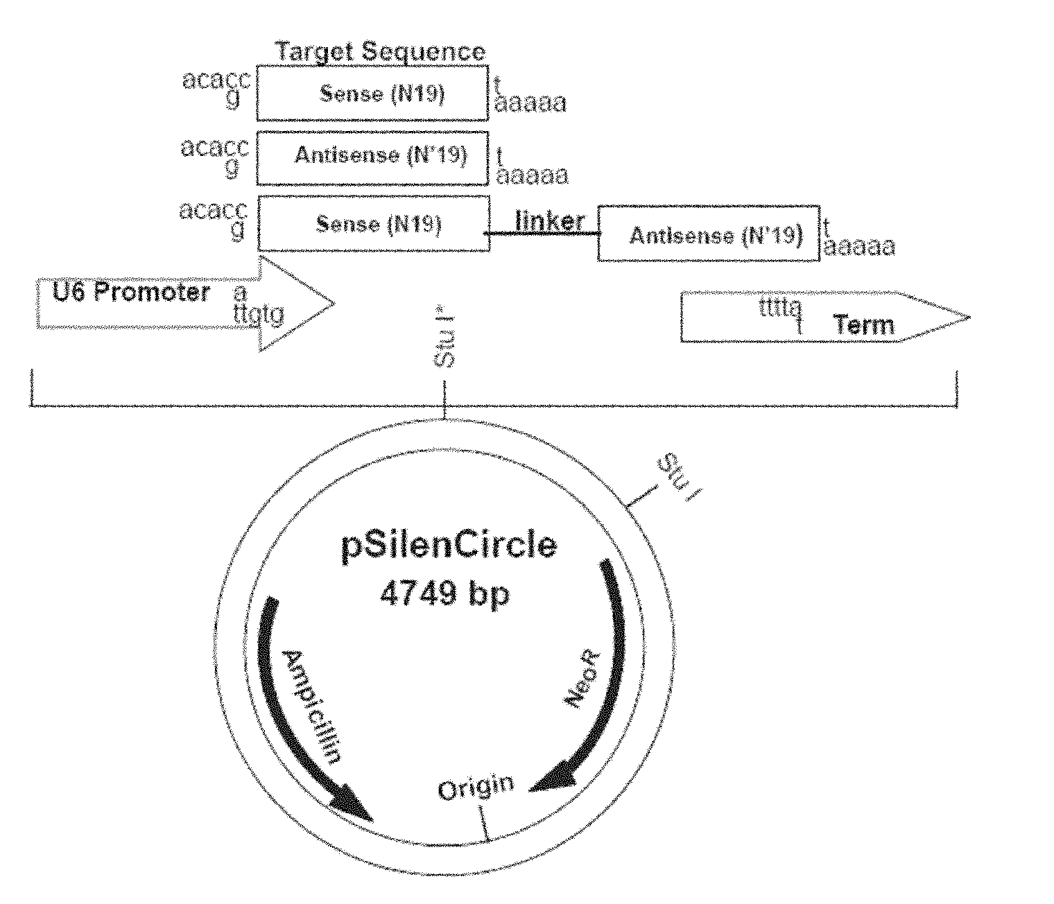 Micro-molecular interference ribonucleic acid (RNA) for inhibiting glioma proliferation and promoting glioma apoptosis as well as preparation method and application thereof