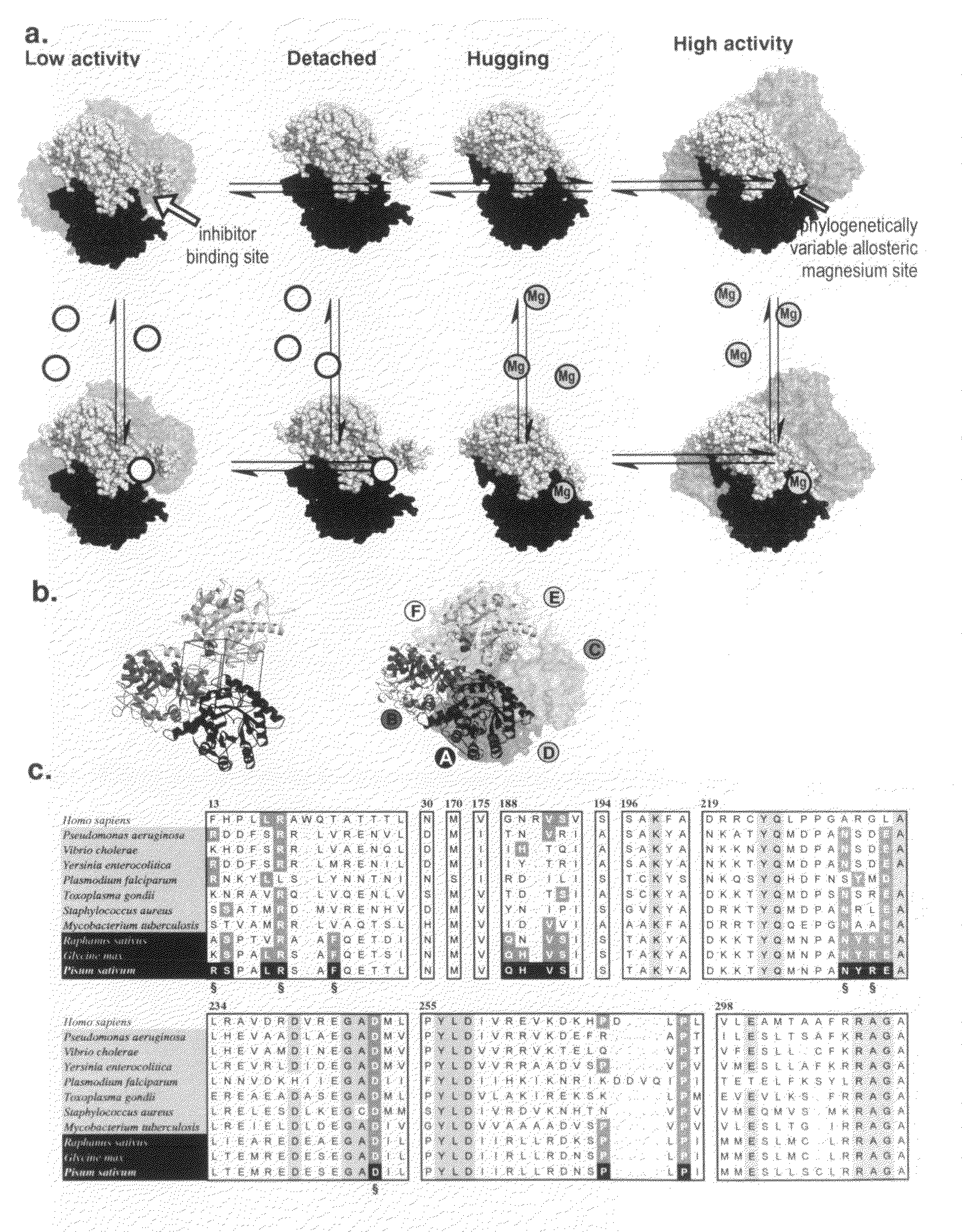 Alternate morpheein forms of allosteric proteins as a target for the development of bioactive molecules