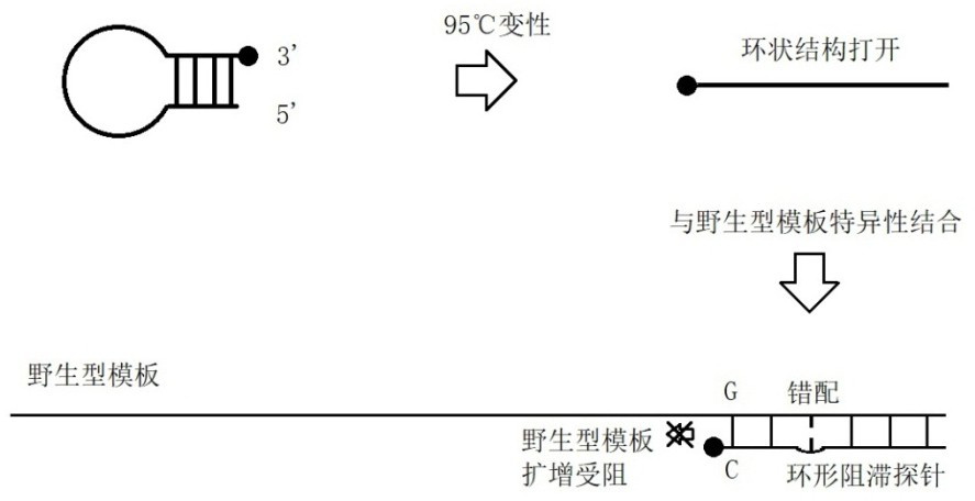 A circular blocking probe, an amplification hindering mutation system containing the circular blocking probe and its application