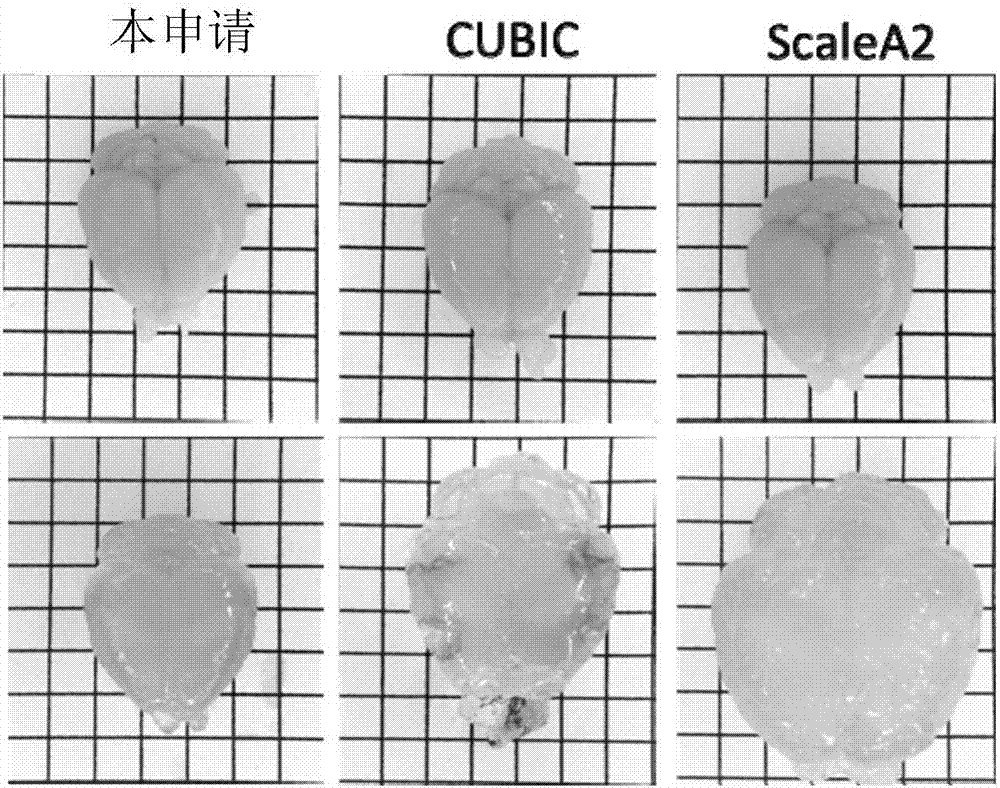 Tissue optical clearing agent, preparation method thereof and application